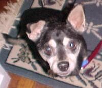 Ringo - adopted chihuahua