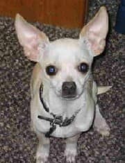 Rocky - adopted chihuahua