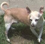 Romeo - adopted chihuahua