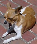 Rosie - adopted chihuahua