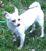 Roxie - adopted chihuahua