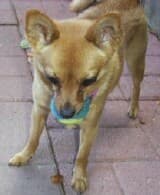 Ruby - adopted chihuahua