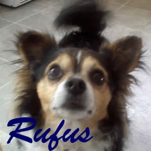 Rufus - adopted chihuahua