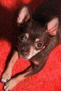 Sancha - adopted chihuahua