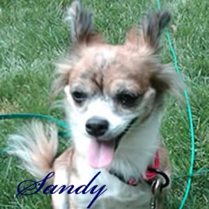 Sandy - adopted chihuahua