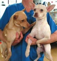 Santos - adopted chihuahua