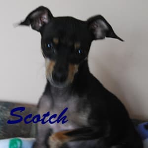 Scotch - adopted chihuahua