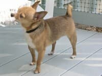 Skeeter - adopted chihuahua