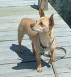 Skipper - adopted chihuahua