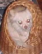 Sophie - adopted chihuahua