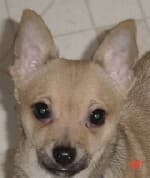 Spanky - adopted chihuahua