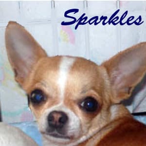 Sparkles - adopted chihuahua