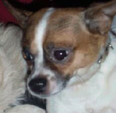 Sparky - adopted chihuahua