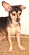 Spike - adopted chihuahua