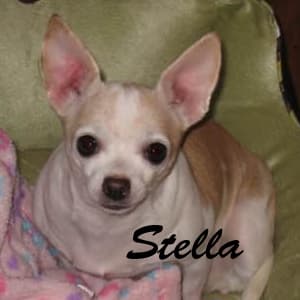 Stella - adopted chihuahua