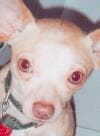 Stryder - adopted chihuahua