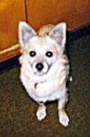 Sunny - adopted chihuahua