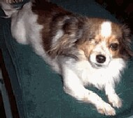 Sunshine - adopted chihuahua