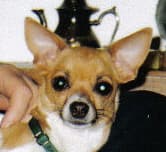 Sweetie - adopted chihuahua