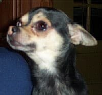 Taco - adopted chihuahua