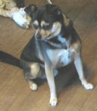 Tequila - adopted chihuahua