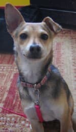 Tia - adopted chihuahua