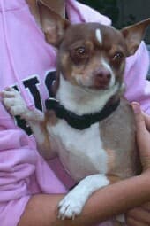 Tico - adopted chihuahua