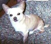 Tiger - adopted chihuahua