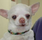 Tiny - adopted chihuahua