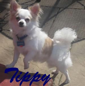 Tippy - adopted chihuahua