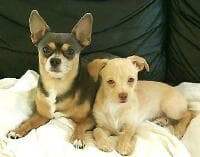 Tiz - adopted chihuahua