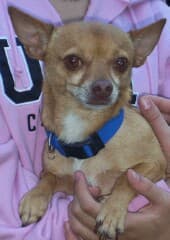 Tony - adopted chihuahua