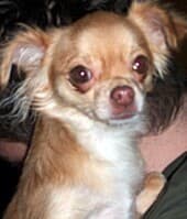 Trixi - adopted chihuahua