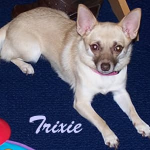 Trixie - adopted chihuahua