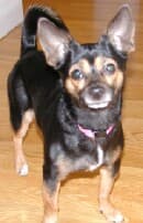 Tudy - adopted chihuahua