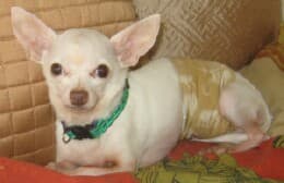 Versace - adopted chihuahua