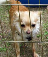 Wanda - adopted chihuahua