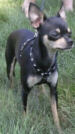 Webster - adopted chihuahua