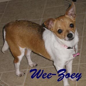 Wee - adopted chihuahua