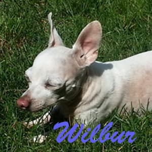 Wilbur - adopted chihuahua
