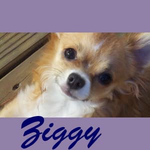 Ziggy - adopted chihuahua