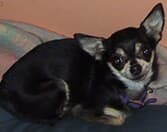 Zoe - adopted chihuahua