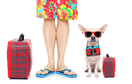 Summertime chihuahua